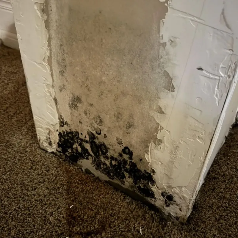 Professional Mold Removal in Aurora, IL